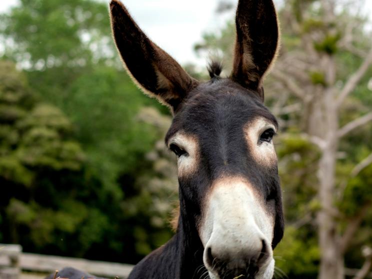 Confessions of a donkey enthusiast       virginia-long-yh2hnpogbpw-unsplash.jpg