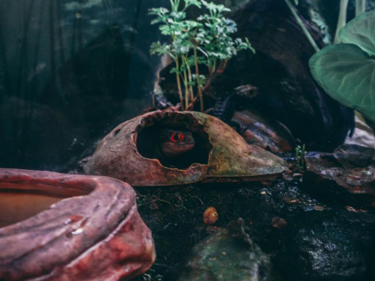 5 best water zoos in Asia you thought never existed      wolfie-azad-h6s5rxrgha-unsplash.jpg
