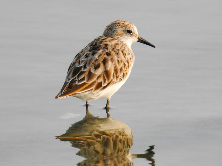 Best places to spot migratory birds in Bangladesh this winter