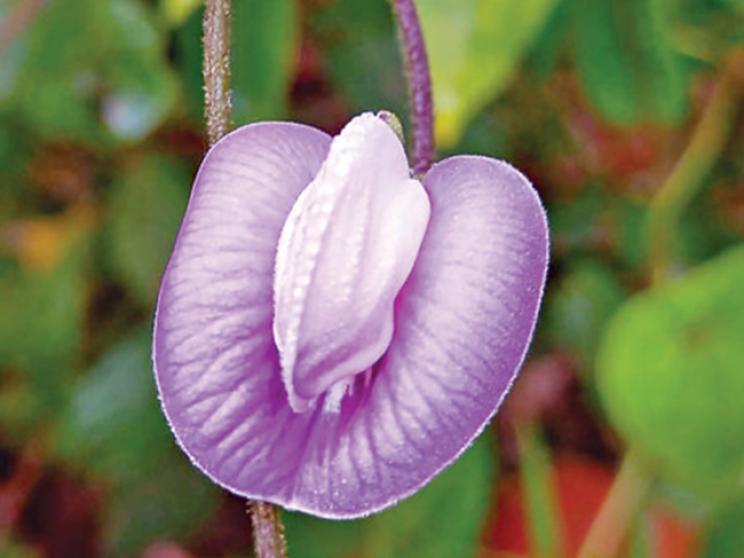 bloom3_0.jpg