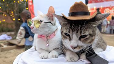 Paw Carnival.jpg