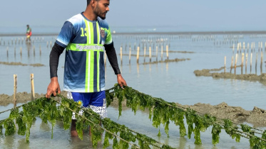 Seaweed 3.jpeg