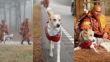 This stray dog walked 100 days for peace