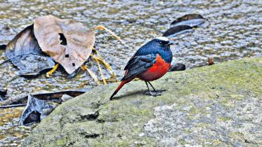 bird.jpg