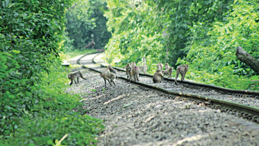 Lawachhara8.jpg