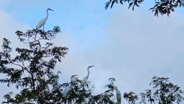 bird-haven-01.jpg
