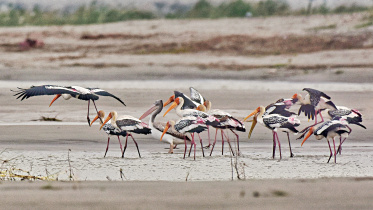 Birds1.jpg