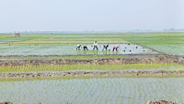Chalan-beel4.jpg