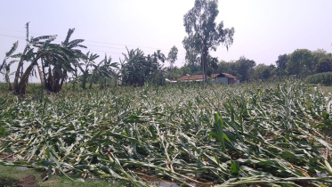 Hailstorms-land-damaged.jpg