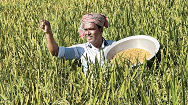 Wheat_pictures.jpg