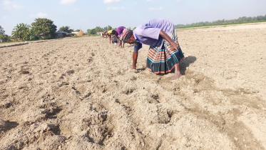 arable-land-rangpur-01.jpg