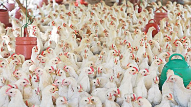 chicken-new.jpg