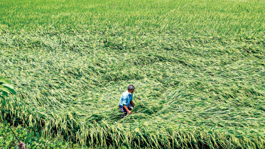 Boro-field.jpg