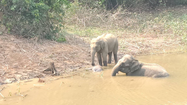 Dead calf in Naikhongchhori.jpg