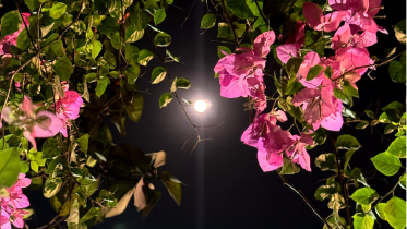 Moon_Bougainvillea_1.png