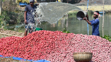 Potato Farmers.jpeg