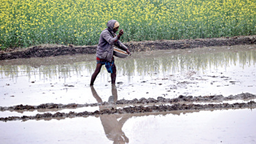Rice-field.jpg