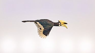 Satchari-National-Park.jpg