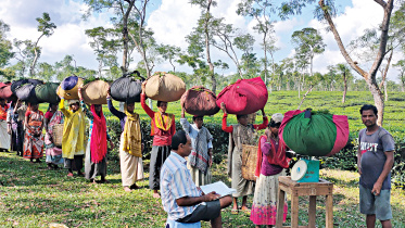 Tea-garden.jpg