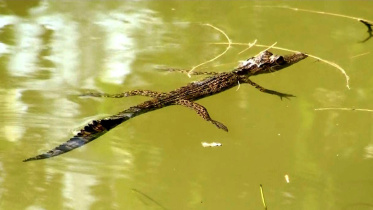 Tengragiri-Crocodile-Breeding-Centre-1.jpg
