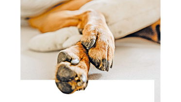 animal-protection.jpg