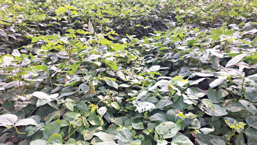 soybean-2.jpg