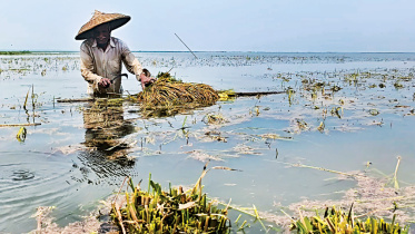 A-farmer-harvestin_0.jpg