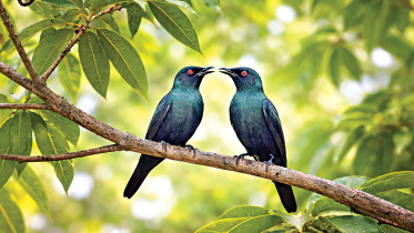 Birds.jpg