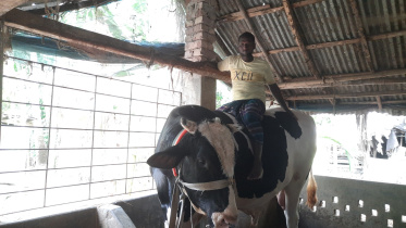 Tajul rides Kalu, a black-and-white bull aged two and a half years. Photo: Star