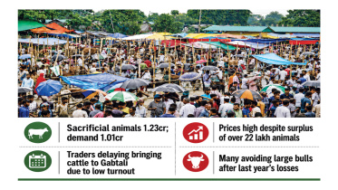 Eid-ul-Azha Cattle Price Bangladesh