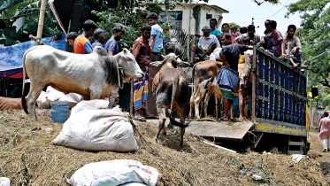 Bangladesh Eid cattle market 2026