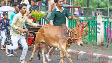 cattle price drop in Bangladesh Eid market 2026