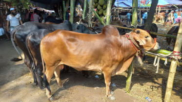 The indigenous RCC breed is shrinking rapidly. Photo: Star