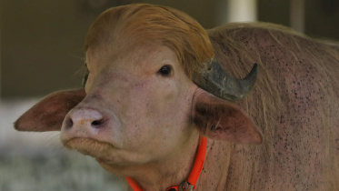 Donald Trump Buffalo Dhaka Zoo