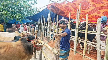 Eid cattle market Bangladesh 2026