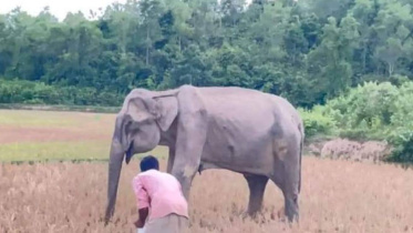 Elephant death.jpg
