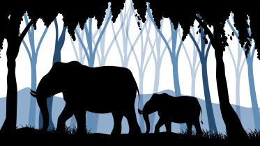 Elephant_Illustration.jpg