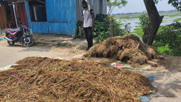 Haor crop damage 1.jpg