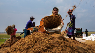 Farmers harvesting wet rice in Haor