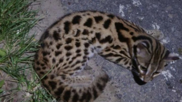 LeopadCat_Moulvibazar.jpg