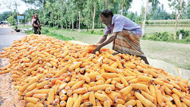 Maize-growers-1.jpg