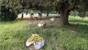 Mango Orchard (1).jpg