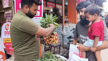 litchi production in Pabna 2026