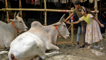 A child patting the head of a cow