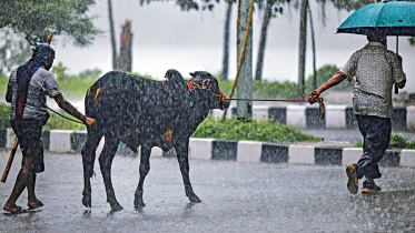 Rain-dampens-cattle-sales.jpg
