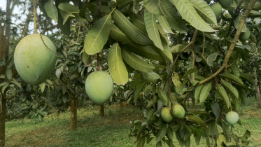 Rangpur Haribhanga mango-02 (1).jpg