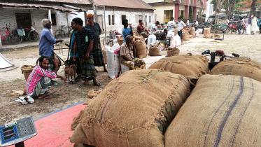 Rangpur paddy prices-01.jpg