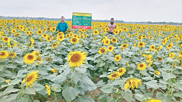 Sunflower Farming in Patuakhali Bangladesh