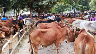 cattle market trends before Eid-ul-Azha 2026