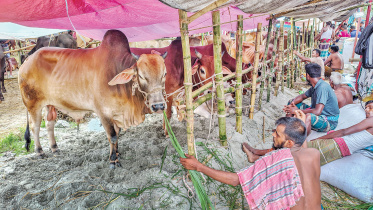 cattle prices in Dhaka Eid market 2026